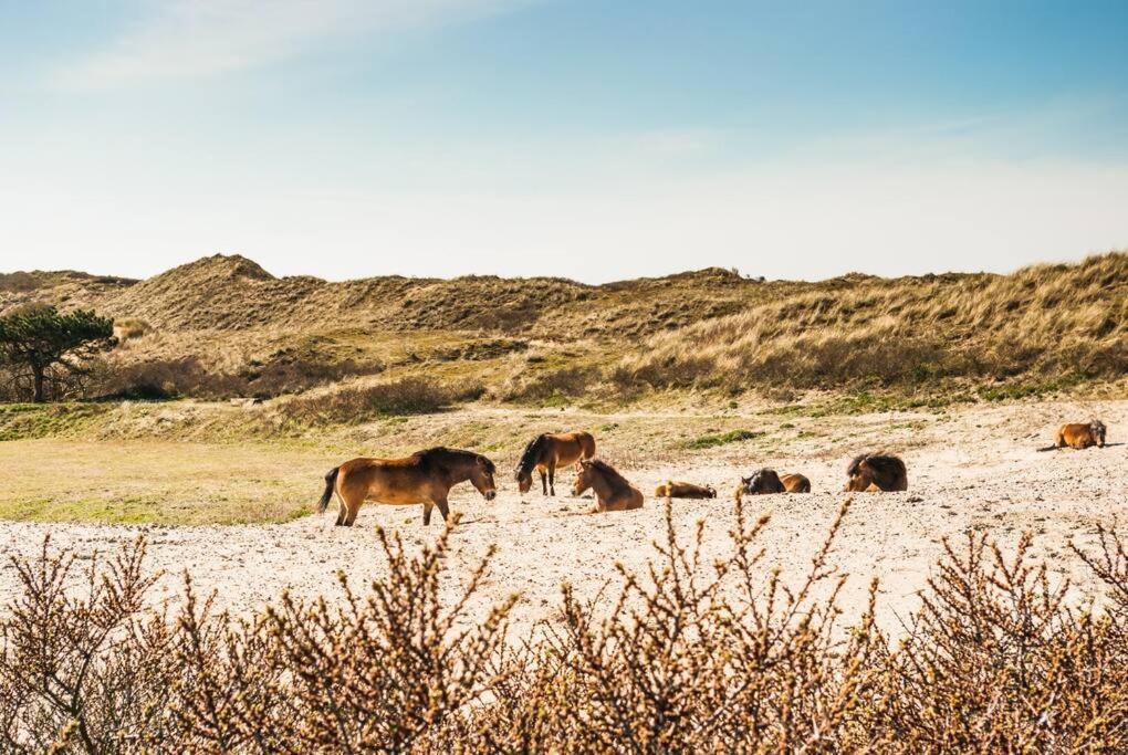 Vakantiewoning 't Juttershuis Egmond aan Zee